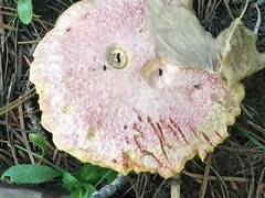 Suillus ochraceoroseus