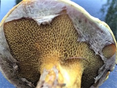 Suillus ochraceoroseus