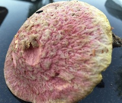 Suillus ochraceoroseus
