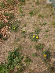 Taraxacum platycarpum