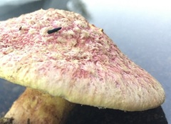 Suillus ochraceoroseus