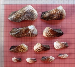 Lamarcka ventricosa