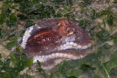 Cephalopoda