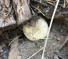 Agaricus inapertus