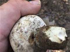 Agaricus inapertus