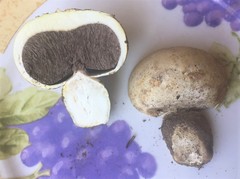 Agaricus inapertus