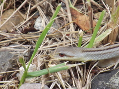 Elaphe quadrivirgata