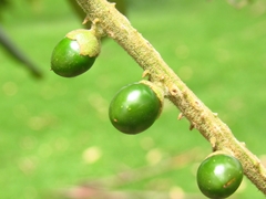 Citharexylum subflavescens