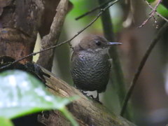 Microcerculus marginatus