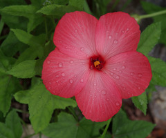 Abelmoschus moschatus tuberosus