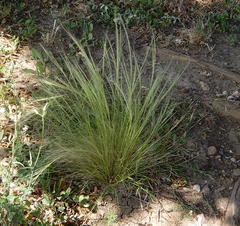 Nassella tenuissima