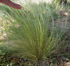 Nassella tenuissima