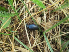 Meloe brevicollis
