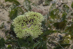 Stichodactyla haddoni