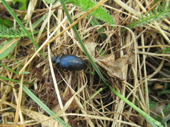 Meloe brevicollis