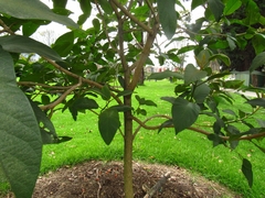 Citharexylum subflavescens