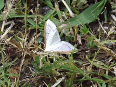 Palpita nigropunctalis