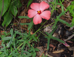 Abelmoschus moschatus tuberosus