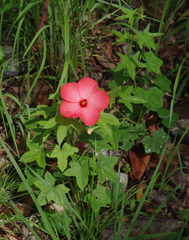 Abelmoschus moschatus tuberosus