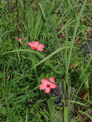 Abelmoschus moschatus tuberosus