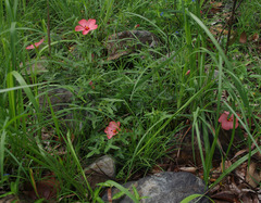 Abelmoschus moschatus tuberosus