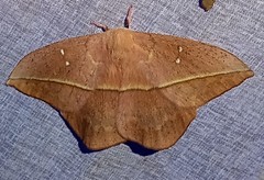Lonomia rufescens