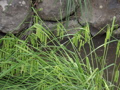 Carex dimorpholepis