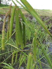 Carex dimorpholepis