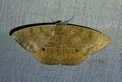 Oxydia peosinata