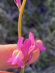 Linaria maroccana