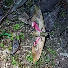 Adhemarius dariensis