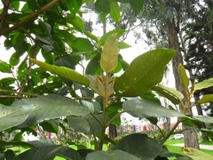 Citharexylum subflavescens