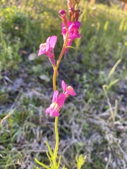 Linaria maroccana