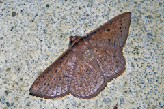 Thyrididae