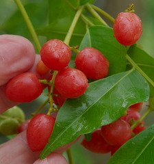 Ganophyllum falcatum