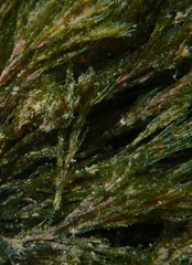 Apjohnia laetevirens