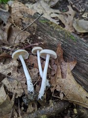 Entoloma albidum