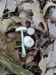Entoloma albidum