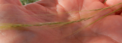 Nassella tenuissima