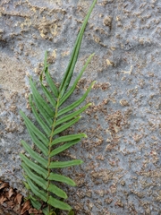 Pteris vittata
