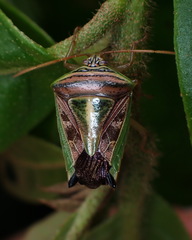 Edessa collaris-group