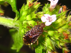 Rhopalus sapporensis