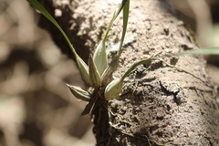 Scaphyglottis sessilis