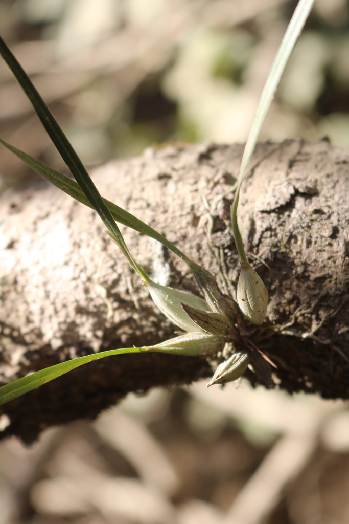 Scaphyglottis sessilis