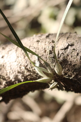 Scaphyglottis sessilis