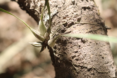 Scaphyglottis sessilis