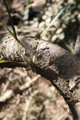 Scaphyglottis sessilis