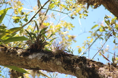 Scaphyglottis imbricata
