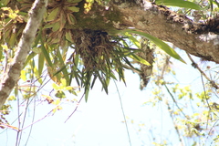 Scaphyglottis imbricata