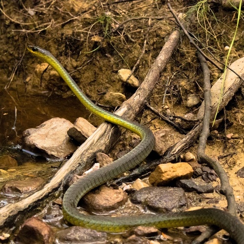 Common Tree Snake sighting